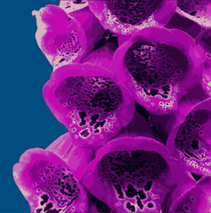 Fingerhut, Bl&uuml;te