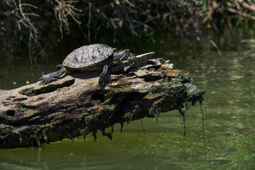 Obraz premium Pond Slider Turtle on Log While Paddling the Tennessee River in Knoxville, TN 