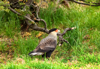 Adult bird of the Caracara in the Torres del Paine National Park during the autumn in Patagonia, Chile