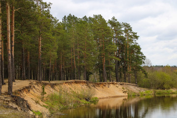 The steep sandy shore of the river. Large pine forest. Selective focus.