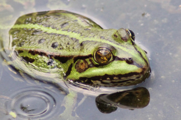 A common water frog, pelophylax esculentus, in the water.