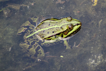 A common water frog, pelophylax esculentus, in the water.