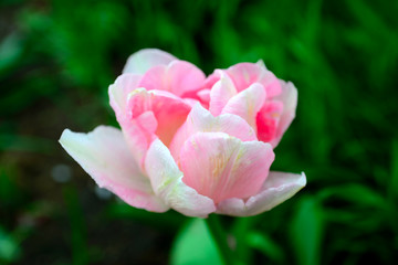 pink peony tulip. Very similar to a lily or a rose.