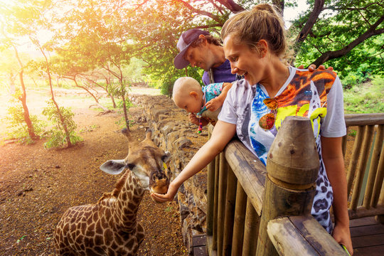 Father, mother and baby girl feeding a giraffe