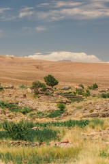 Obraz premium landscape with a tree