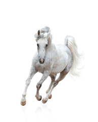 Obraz na płótnie Canvas Beautiful snow-white arabian stallion galloping over a white
