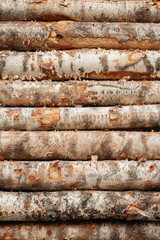 .Logs birch
