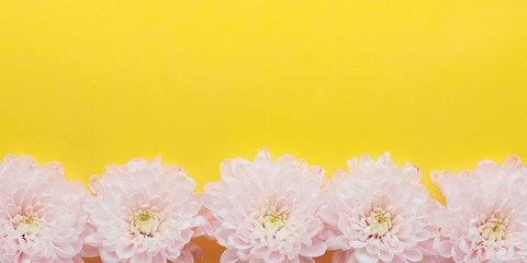 .banner light pink chrysanthemum flowers with yellow-green centers on a bright yellow background. Space for copy..