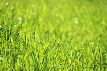 Young green grass in sunlight, selective focus. Fresh spring nature background, sunny meadow texture