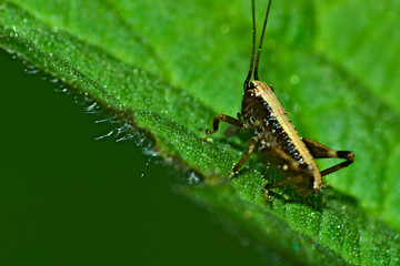 The focus of the picture is a brown shrub. The animal sits on a green leaf. The picture was taken in good weather in Rhineland-Palatinate, Germany