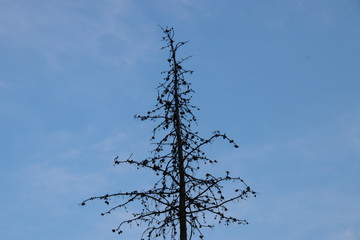 tree and sky