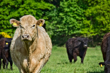 The picture was taken on a sunny day and was photographed opposite to the sun. It shows a beige cow with flies on its face. The focus is on the face of the cow. More