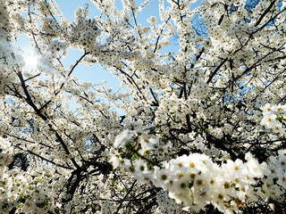 Fototapeta premium flowering white trees spring as background flowers