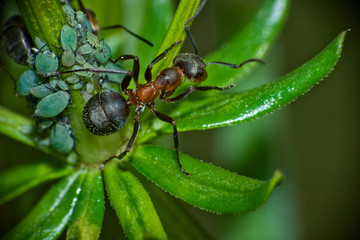 
The picture was taken on a sunny Sunday evening. The focus is on an ant that is currently hunting for aphids with its colony.