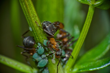 The picture was taken on a sunny Sunday evening. The focus is on an ant that is currently hunting for aphids with its colony.
