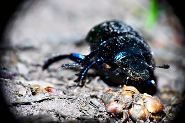 The picture shows a black dung beetle that is just beginning to collect material