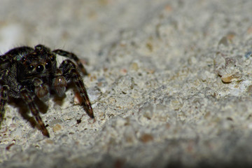 The picture was taken in the home garden on a sunny day. It shows a small 5mm jumping spider as a detailed picture. The spider is covered with fine br