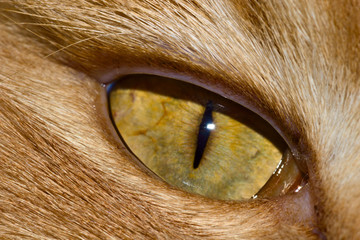 The picture shows the left eye of a proud Maine Coon cat, the largest domestic cat breed in the world.

