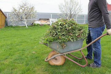 a man is driving a wheelbarrow fully stuffed with grass, gardening at the dacha in the spring