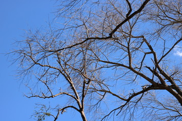 tree branches against blue sky