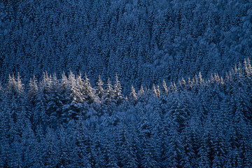 Snowy spruce forest with a strip of sunlight on the tree tops