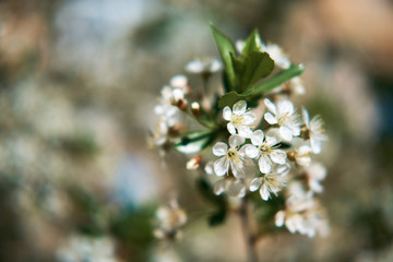 Apple blossoms close up with blurred background