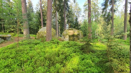 Stein wald Natur