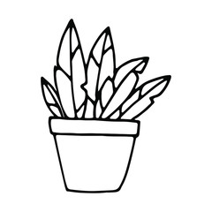Home plant doodle element. Doodle vector illustration potted plants for wedding design, logo and greeting card. Isolated on white background.