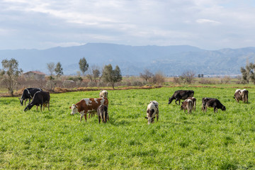 Naklejka na ściany i meble herd of cows grazing