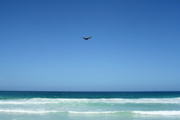 Bird flying on the blue sea beach in a Brazilian tropical paradise called Arraial do Cabo