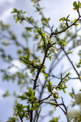 Blooming plum on a background of blue sky