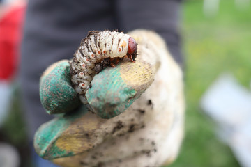 the larva of rhinoceros beetle found in the garden, garden pest