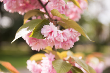The pink double cherry blossom tree in full bloom in May. Flowering cherry tree in a garden. 