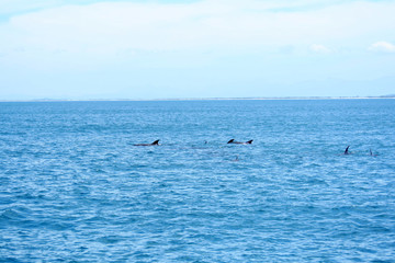 Fototapeta premium Dolphins near the blue sea beach in a tropical Brazilian paradise called Arraial do Cabo
