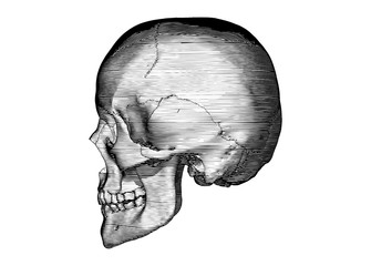 Engraving human skull side view illustration isolated on white BG