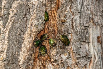 nature, walk, ride, travel, rest, observation, tree, trunk, bark, woody, SAP, green, shiny, beetles, bronzes
