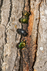 nature, walk, ride, travel, rest, observation, tree, trunk, bark, woody, SAP, green, shiny,...