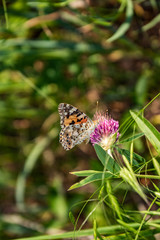 nature, walk, ride, travel, rest, observation, vegetation, green, grass, meadow, bright, pink, flowers, butterfly, mottled, wings