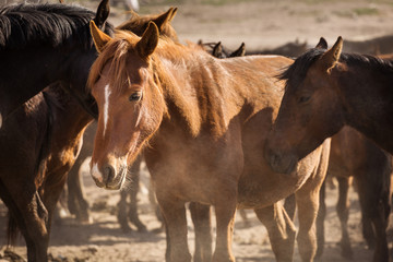 Fototapeta premium Wild horses of Cappadocia at sunset with beautiful sands, running and guided by a cawboy