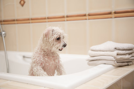 white dog bathes in the bath and looks at the camera. wet dog