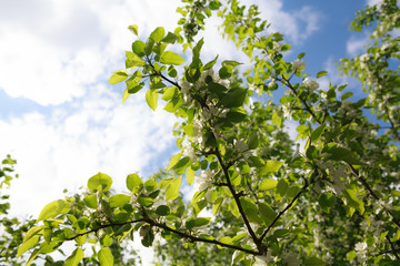 цветущая вишня,blooming cherry,