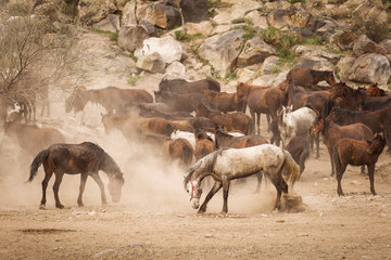 Wild horses of Cappadocia at sunset with beautiful sands, running and guided by a cawboy