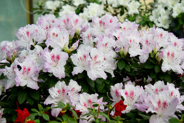 Azalea flower 
