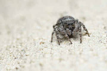 A cute little spider with round big eyes sits and looks into the camera lens.