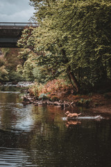 Dog playing in a river