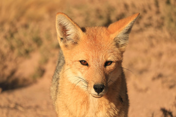 Closeup a Cute Andean Fox or Zorro Culpeo Relaxing in Desert Brush Field of the Chilean Altiplano, Northern Chile, South America