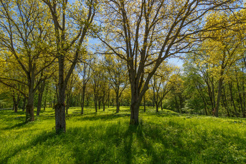 Fototapeta na wymiar Oak grove in the morning