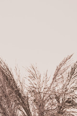 Pampas Grass minimal beige. Creative, minimal, bright and airy styled concept.