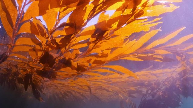 Close up of brown algae leaves floating on ocean surface - Carmel by the Sea, California