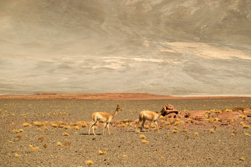 Pair of Wild Vicuna Grazing on the Arid Desert of Los Flamencos National Reserve in Antofagasta Region of Northern Chile, South America